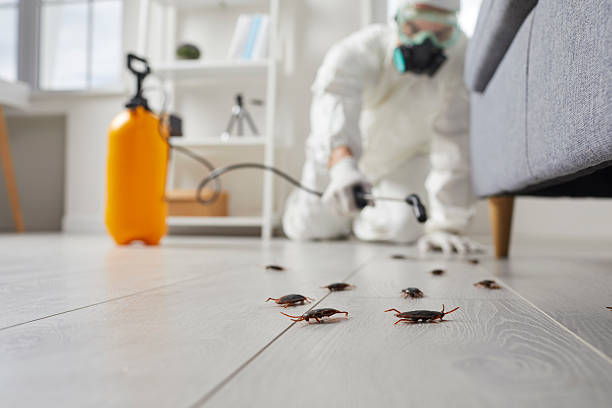 Affordable Termite Control solutions in Sausalito, CA